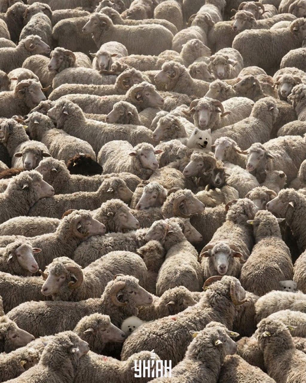 100-ból csak egy találja meg az összes kutyát a képen 12 másodperc alatt: kihívást jelentő rejtvényjáték