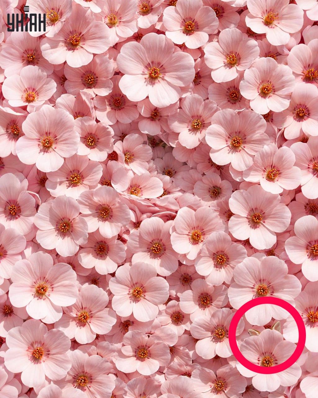 Az emberek mindössze 1%-a találja meg a nyulat 11 másodperc alatt: meglepően bonyolult optikai csalódás