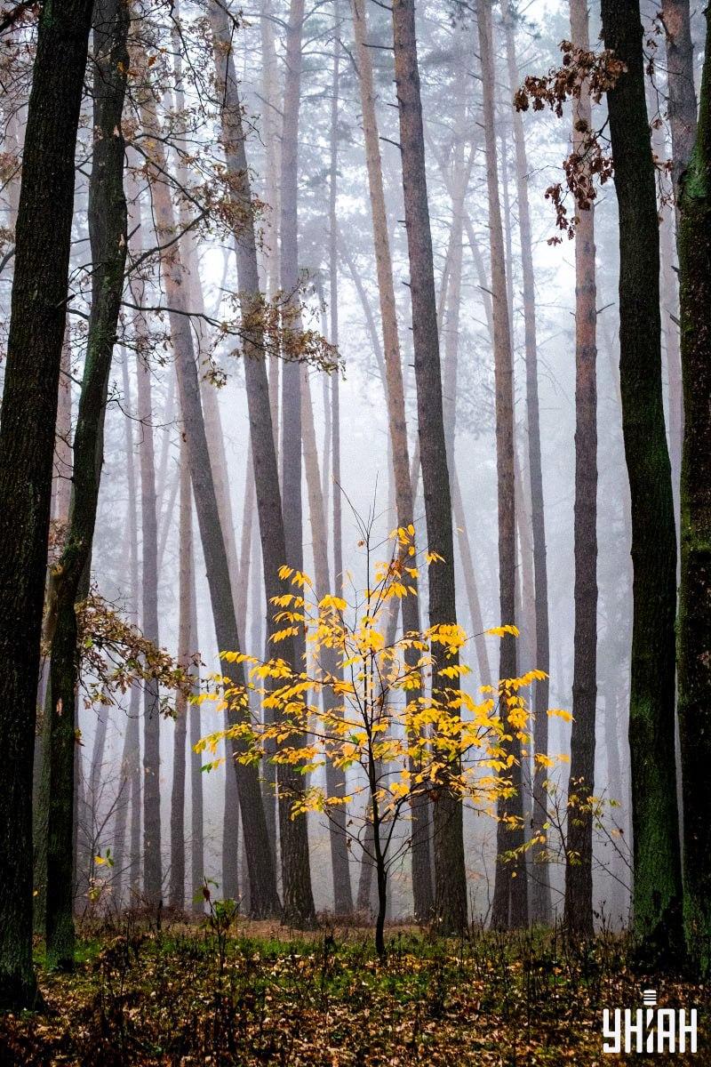 Az emberek mindössze 2%-a találja meg a mókust az erdőben 12 másodperc alatt: elképesztő optikai csalódás