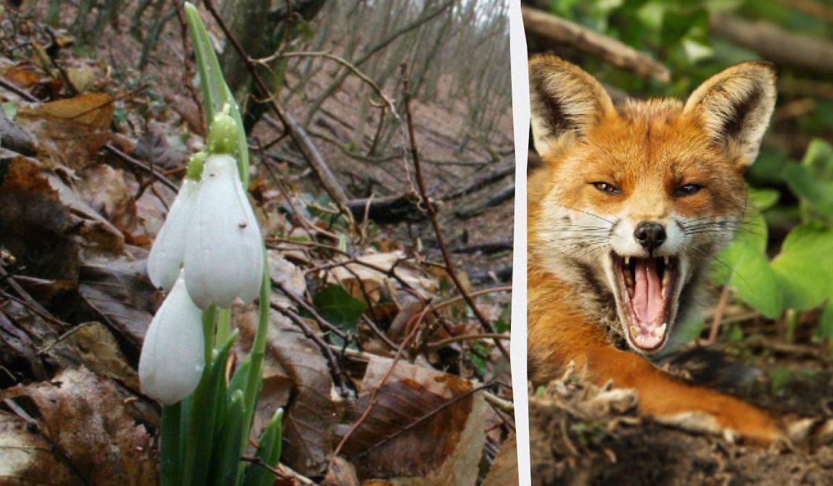 Az optikai illúzió megmutatja, mennyi az IQ-d: 9 másodperc alatt kell megtalálnod egy rókát az erdőben.