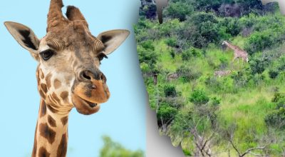 Találd meg az összes állatot a képen 10 másodperc alatt: egy rejtvény, amit nem mindenki tud megoldani